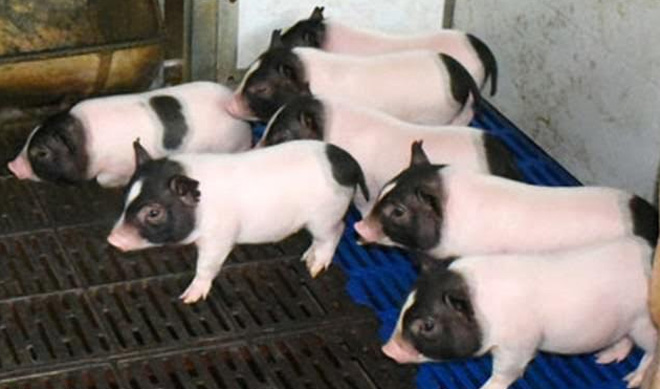 Lợn biến đổi gene cho ít mỡ