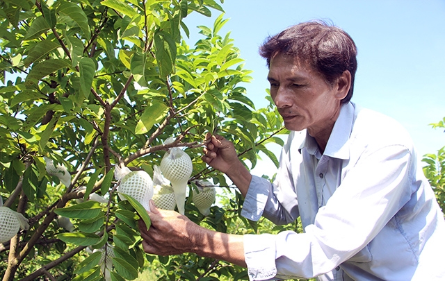 Ông Huỳnh Biển Chiêu chăm sóc mãng cầu trồng theo quy trình VietGAP.