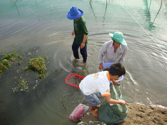 Mô hình nuôi kết hợp tôm sú - hải sâm - rong nho ở tỉnh Ninh Thuận đã thành công bước đầu và chuẩn bị được nhân rộng. (Ảnh: Báo Người lao động)
