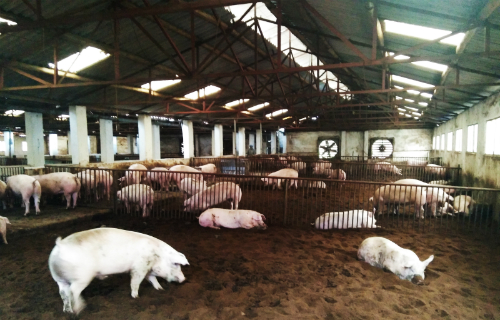 Kỹ thuật chăn nuôi lợn thịt sử dụng đệm lót sinh học. (Ảnh minh họa, nguồn: Internet)