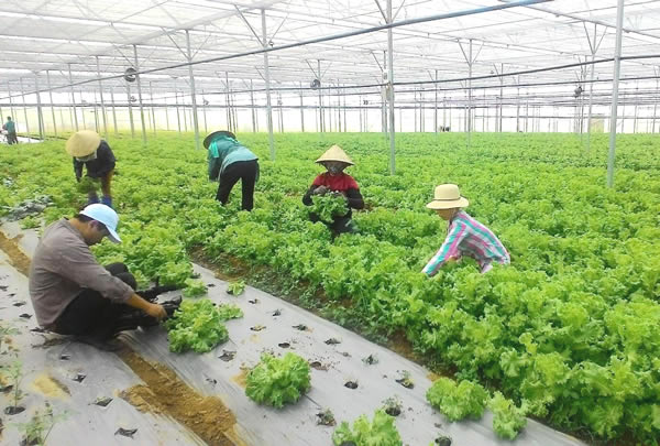 Mô hình trồng rau ứng dụng công nghệ cao ở  thôn Trung Nghĩa, huyện Hòa Vang.