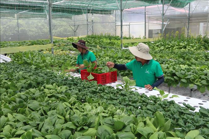 Nông dân huyện Châu Thành, tỉnh Trà Vinh đầu tư nhà lưới và hệ thống trồng rau thủy canh. Ảnh: Thanh Hòa/TTXVN