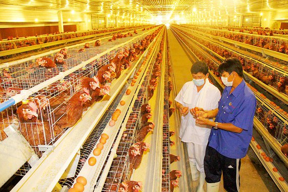 Trại nuôi gà lấy trứng tại Bình Dương của Công ty Ba Huân Ảnh: PHIÊU NHIÊN
