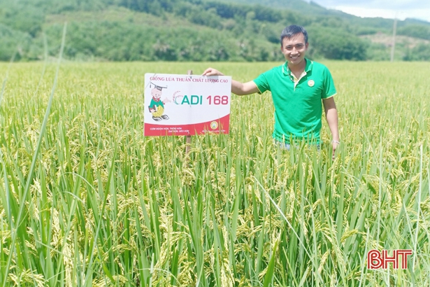 Giống lúa ADI 168 được trồng thử nghiệm tại thôn Hợp Thắng
