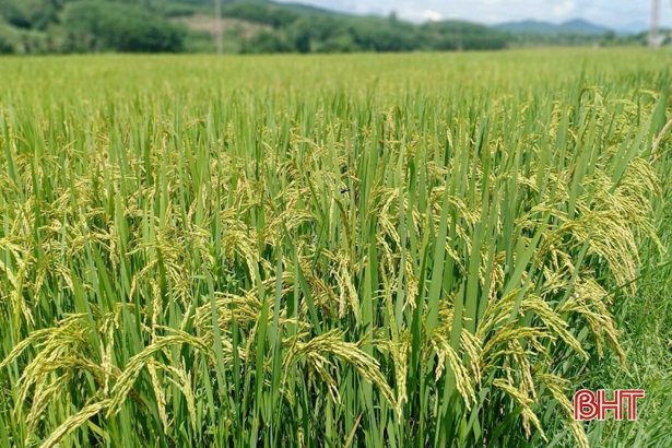 Năng suất cao, kháng sâu bệnh tốt là những đặc tính vượt trội của giống lúa thuần ADI 168.