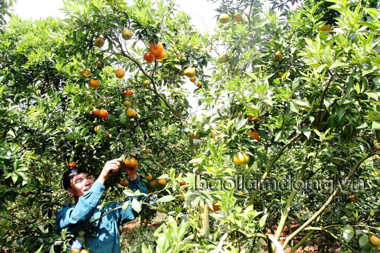 Ngoài các loại cây trồng truyền thống, nông dân Lâm Hà mạnh dạn đưa cây cam đường canh vào canh tác tại địa phương