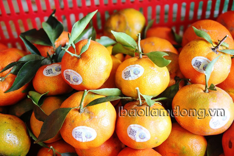 Toàn bộ trái cây của HTX Trái cây Bốn mùa bán ra thị trường đều được gắn tem truy xuất nguồn gốc