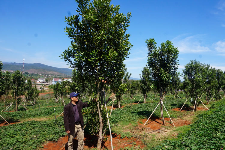 Vườn ươm giống mắc ca của Công ty TNHH Him Lam Mắc ca ở xã Tu Tra, huyện Đơn Dương được Sở Nông nghiệp và Phát triển nông thôn Lâm Đồng công nhận 1.550 cây đầu dòng