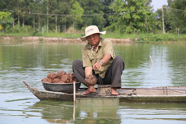 Ông Đinh Văn Trưng chăm sóc ao nuôi cá chạch lấu.