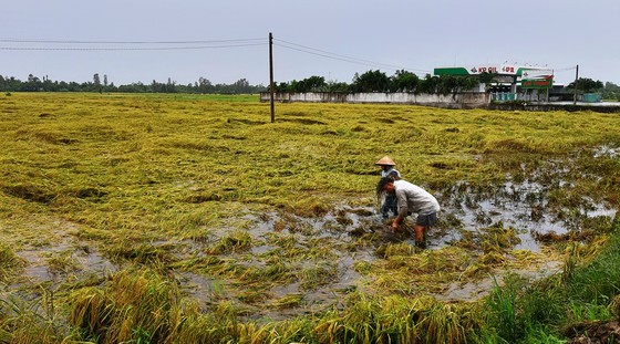 Nông dân Hậu Giang tranh thủ thu hoạch lúa bị đổ ngã.