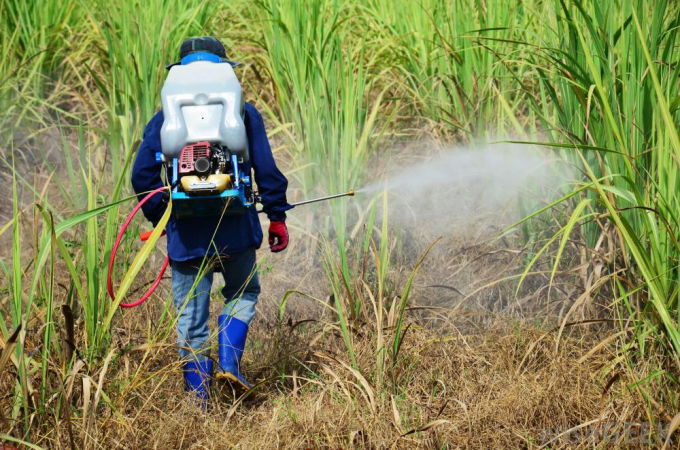 Lạm dụng thuốc trừ cỏ có nguy cơ ảnh hưởng tới hệ sinh vật đất, rửa trôi đất.