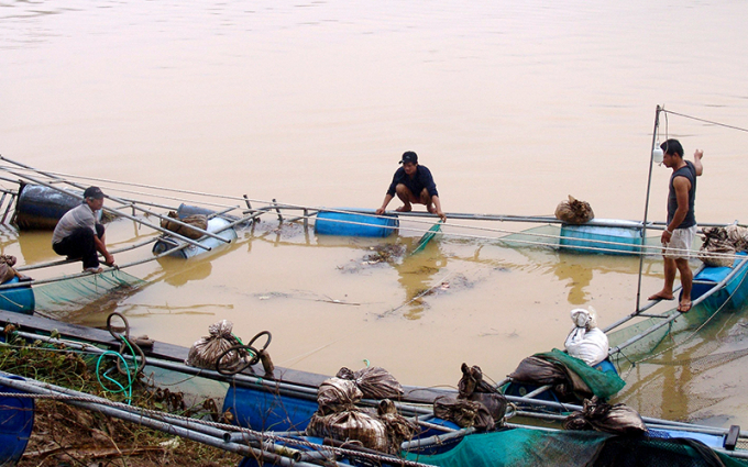Thủy sản, chăn nuôi đã bị thiệt hại nặng nề do mưa lũ tại các tỉnh miền Trung. Ảnh: TL.