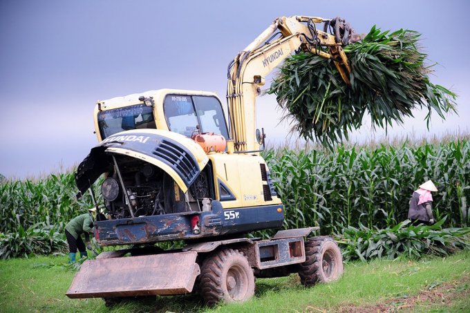 Sản xuất ngô sinh khối ở Vĩnh Phúc.