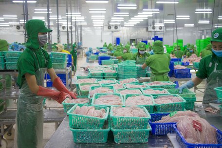 Các công ty chế biến cá tra cũng cần đa dạng hóa các mặt hàng thực phẩm theo hướng tiện dụng và an toàn vệ sinh thực phẩm.