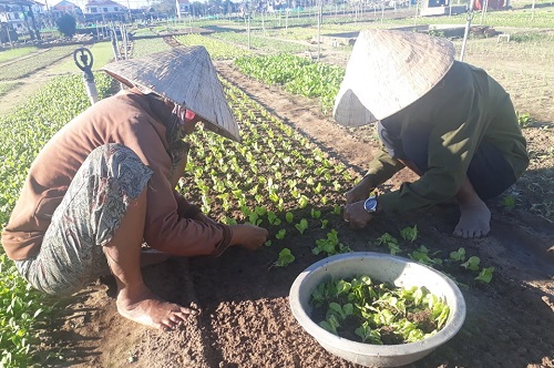 Vợ chồng ông Lê Sưa (thôn Trà Quế) đang khẩn trương cấy rau xanh vụ mới.