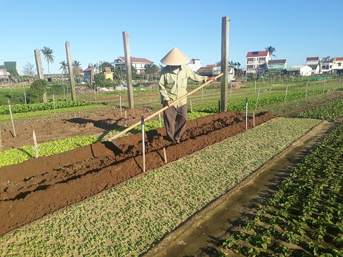 Nhiều hộ dân trồng rau khác tại Trà Quế đang dọn dẹp, nhổ rau, cải tạo đất để kịp xuống giống vụ rau mới.