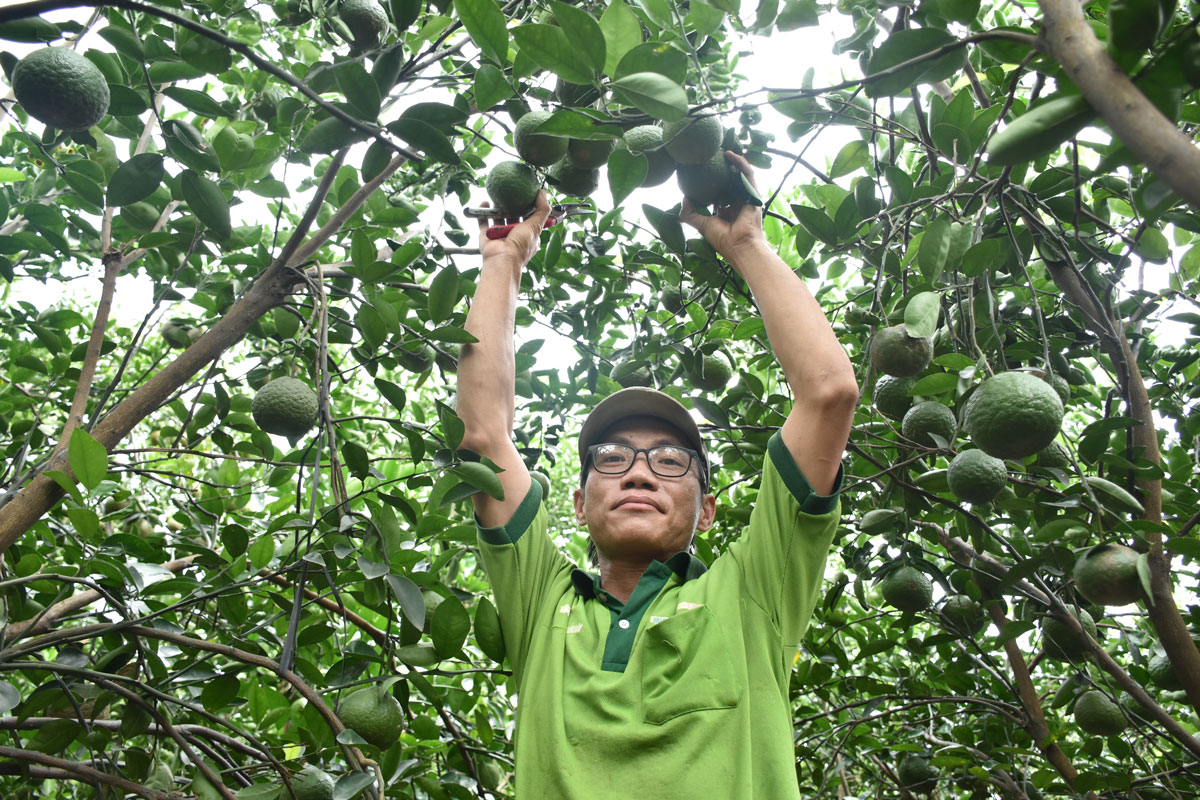 Hiện vườn cam của anh Huỳnh Thành Công cho lợi nhuận trên 100 triệu đồng/năm.