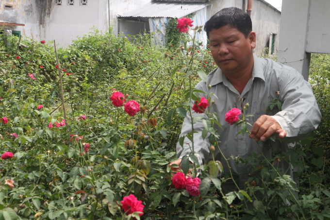 Anh Nguyễn Phước Lộc giới thiệu những loại hoa hồng giống mới. Ảnh: Thành Hiệp.