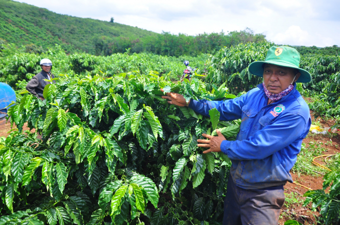 Từ sự hỗ trợ của dự án VnSAT cà phê Tây Nguyên đang phát triển bền vững.