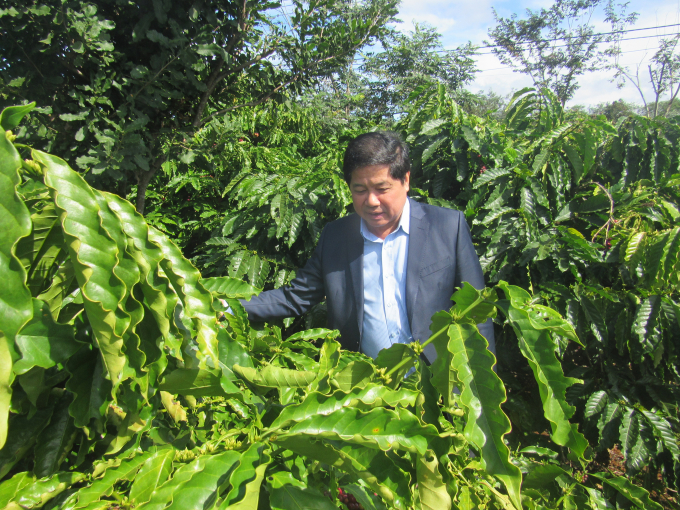 Thứ trưởng Bộ NN-PTNT Lê Quốc Doanh kiểm tra công tác lai tạo giống cà phê tại Viện Khoa học Kỹ thuật Nông lâm nghiệp Tây Nguyên.