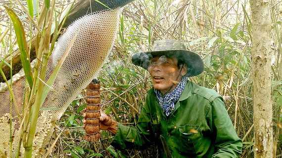 Gác kèo ong mật ở rừng U Minh Hạ. Ảnh: TẤN THÁI.