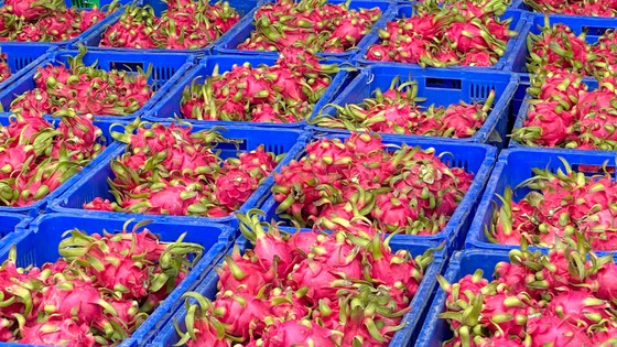 Thanh long ruột đỏ xuất khẩu trồng tại xã Hiệp Thạnh, huyện Châu Thành, tỉnh Long An. Ảnh: CAO THĂNG.