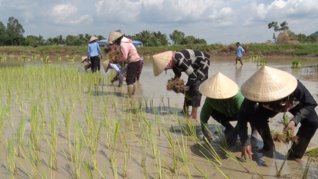 Nông dân Khmer cấy lúa, canh tác sạch theo tự nhiên.