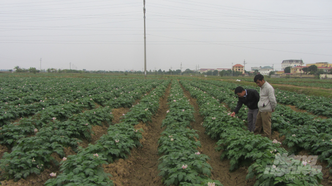 Cánh đồng trồng khoai tây hoàn toàn bằng móc móc. Ảnh: Nguyễn Hải Tiến.