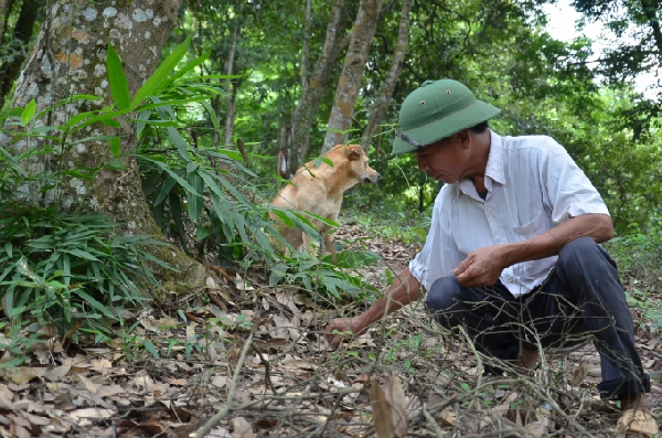 Những hạt dẻ lẫn vào với đất, rất khó nhận ra. Ảnh: Dương Đình Tường.