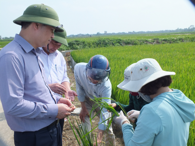 Chương trình IPM đã tạo chuyển biến hết sức tích cực cho nền nông nghiệp Việt Nam trong chặng đường dài đã qua. Ảnh: Lê Bền.