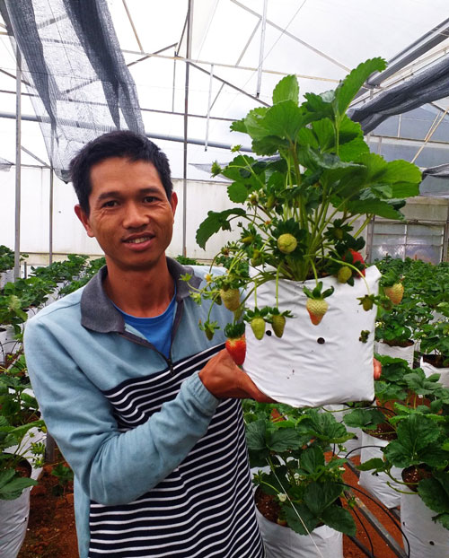 Những chậu dâu tây cung cấp cho thị trường tết của anh Nguyễn Định được chăm sóc kỹ càng