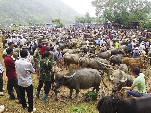 Chợ xã Nghiên Loan, huyện Pác Nặm, tỉnh Bắc Kạn họp năm ngày một phiên, vào các ngày 3, 8, 13, 18, 23, 28 âm lịch hằng tháng chuyên bán trâu bò.