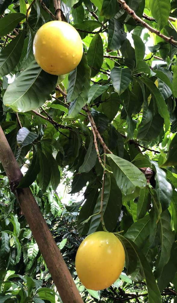 Giống vú sửa có trái màu vàng cho quả quanh năm. 