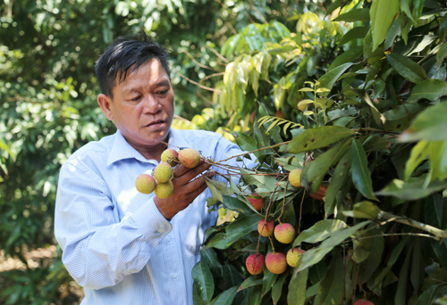 Ông Hưng bên những cây vải chín sớm đang cho thu hoạch.