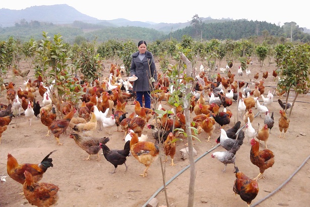Các mô hình về hệ thống thông gió làm mát cho trang trại nuôi gà