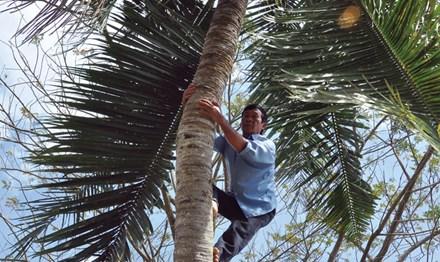 Ông Mai Văn Mong đang trèo dừa