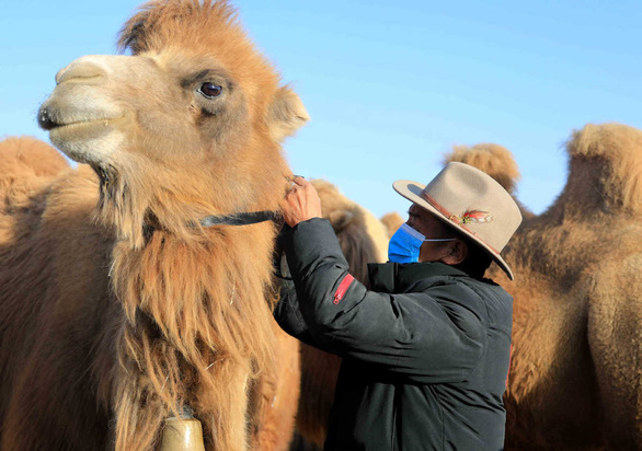 Ông Baodumar cài vòng cổ có gắn chip định vị cho một con lạc đà ở khu tự trị Tân Cương vào tháng 1-2021 - Ảnh chụp màn hình China Daily