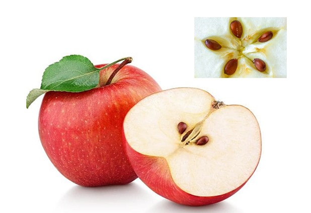 Hạt táo chứa các chất không tốt cho cơ thể. Đồ họa: Hồng Nhật.