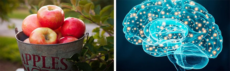Tác dụng của quả táo trong việc tăng cường trí nhớ. Đồ họa: Hồng Nhật.