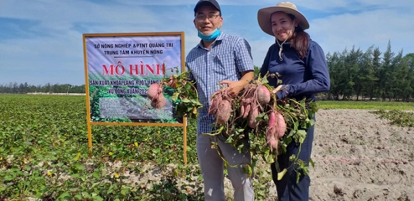 Mô hình trồng khoai lang ở vùng đất cát ven biển Quảng Trị đã cho kết quả rất khả quan. Ảnh: PVT.