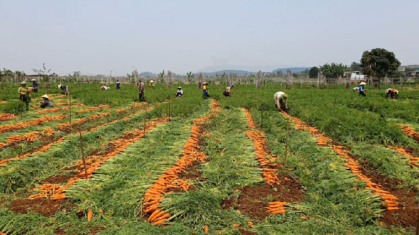 Giá cà rốt xuống thấp khiến người nông dân thua lỗ.