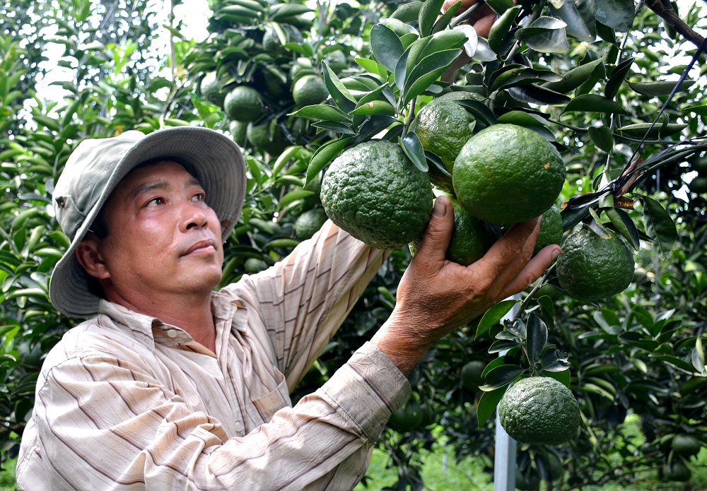 Cam Sành Thực Phẩm Sạch Vinffood