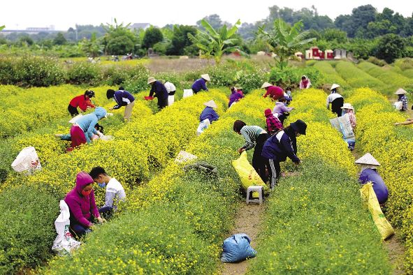 làng thuốc Nam.jpeg